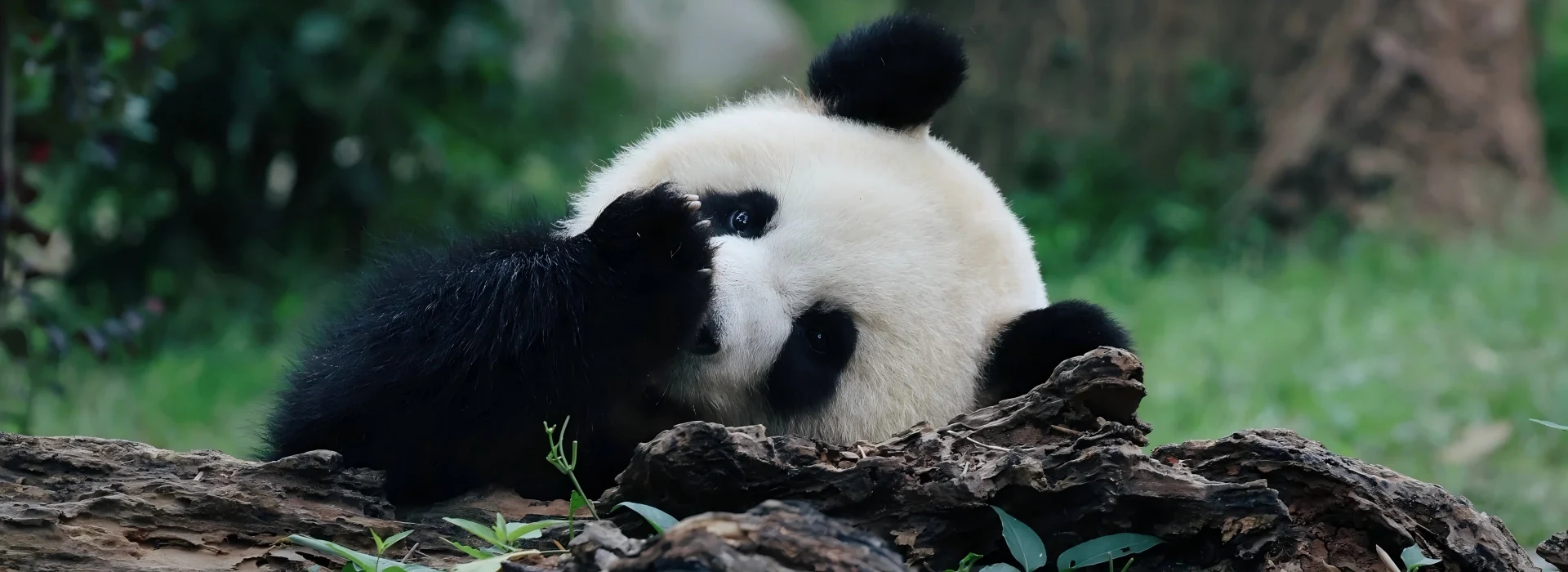 Sichuan Jiuzhaigou Tour with Giant Panda