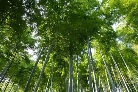 Anji Bamboo Sea Natural Landscape Sightseeing Anji Bamboo Forest Towering Green Bamboo Grove Zhejiang Eco Hiking tour from Hangzhou