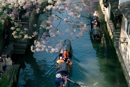 Ancient Canal in Shaoxing Wupeng Boats on Ancient Canal in Shaoxing Under Blooming Paulownia Tree