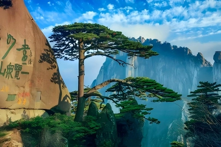 Famous Guest-Greeting Pine of Huangshan Mountain, blue sky and layered granite peaks background