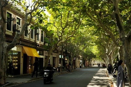 Shaded boulevard with plane trees, shops and historic buildings in Shanghai Former French Concession