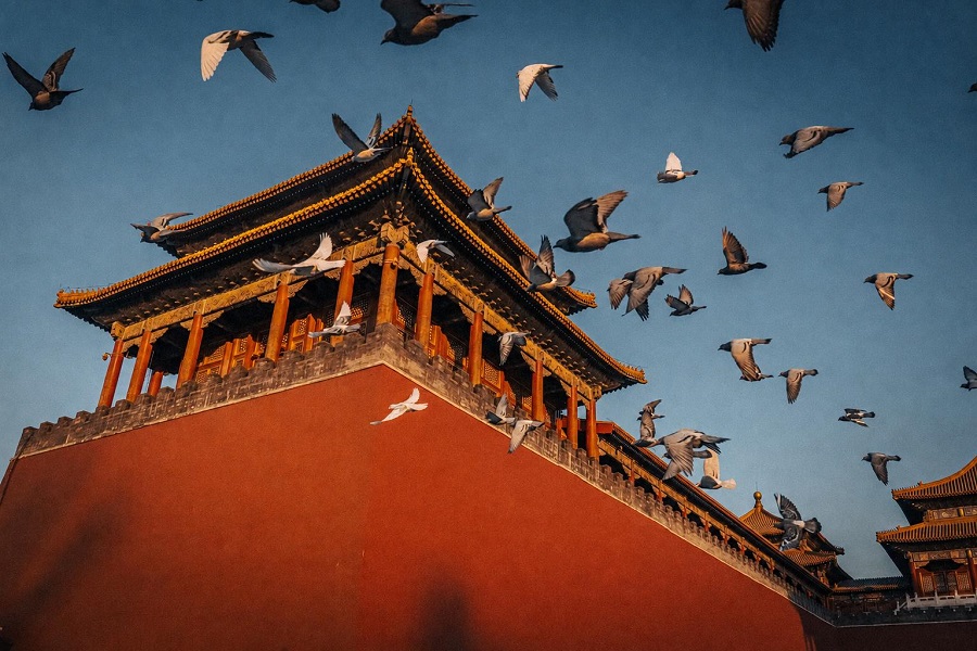 Pigeons flying over Forbidden City historic architecture