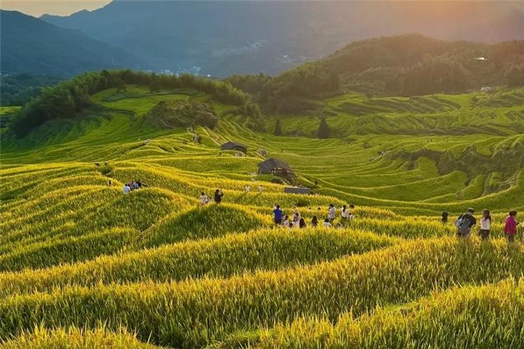 Yunhe Rice Terrace Yunhe Rice Terrace in harvest seoson.