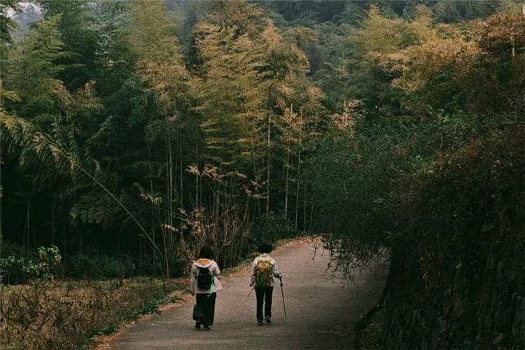 Moganshan hiking trail in Bamboo forest
