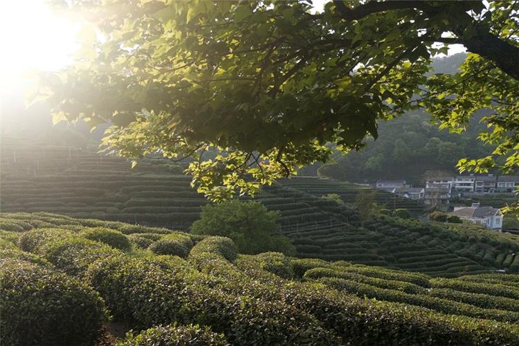 Morning Sunlight Over Longjing Tea Terraces in Meijiawu Layers of neatly trimmed Longjing tea terraces bathed in soft morning sunlight, framed by green tree branches in Hangzhou tea village