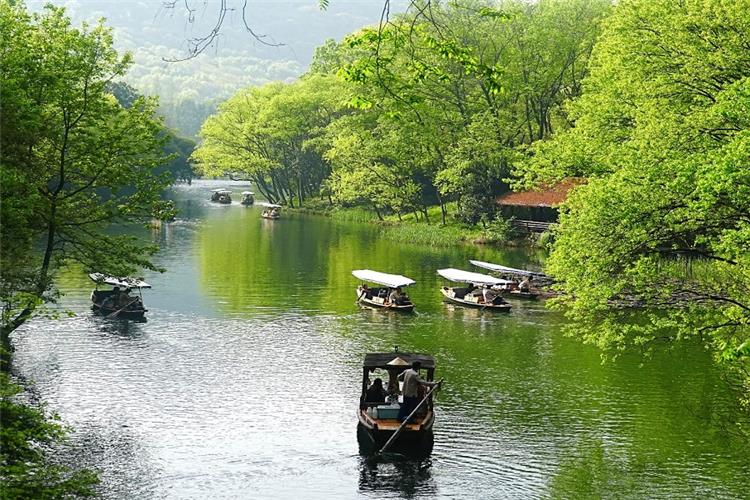 Wooden Rowing Boats Cruising on West Lake Traditional wooden paddle boats sailing on calm green water surrounded by lush fresh green trees along West Lake's hidden waterway