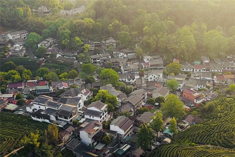 Traditional village houses scattered among rolling terraced Longjing tea fields surrounded by green mountain forest