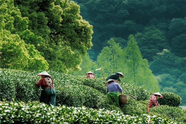 Local tea pickers with bamboo hats harvest fresh tea leaves on layered green Longjing tea hills surrounded by lush forest in Hangzhou