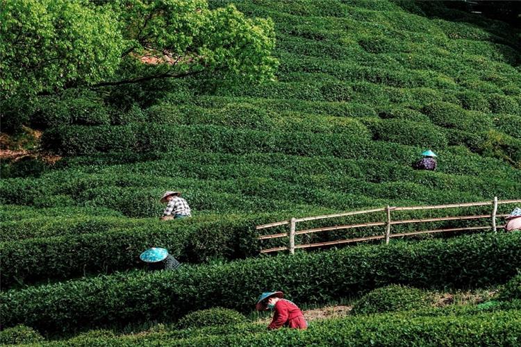 Local farmers wearing bamboo hats picking fresh tea leaves on layered green Longjing tea terraces in Hangzhou Meijiawu Village