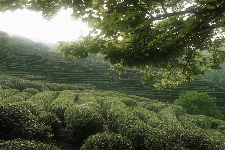 Rows of neat tea bushes stretching across mountain slopes, framed by green tree branches in Hangzhou tea village