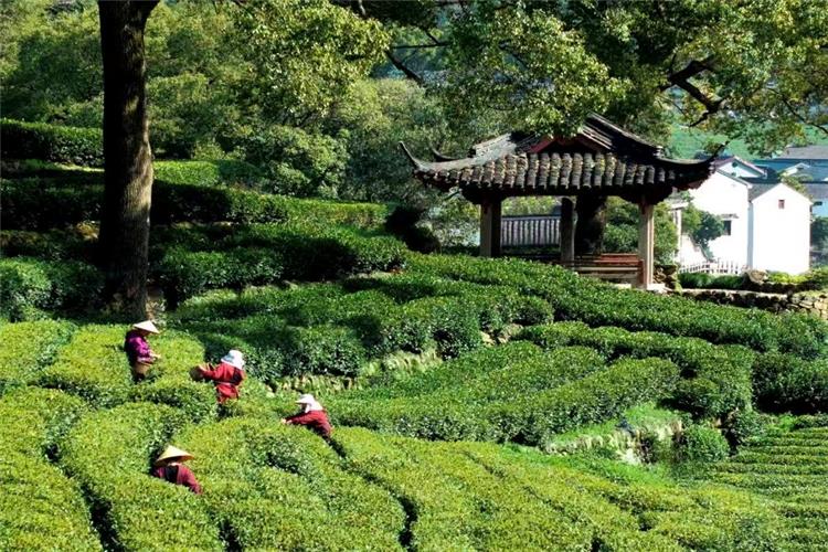 Farmers picking fresh tea leaves amid layered green Longjing tea terraces with ancient pavilion