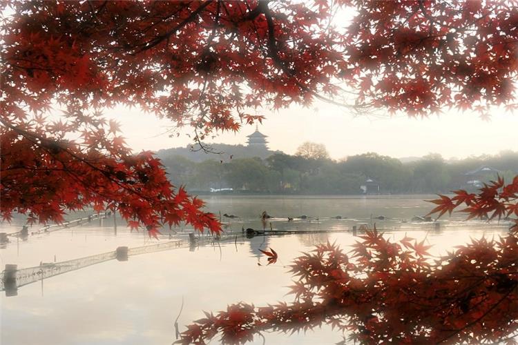 Autumn View of Huagang Fish Viewing Park at West Lake Misty scenic view of Huagang Fish Viewing Park framed by vivid red maple leaves, with distant Leifeng Pagoda reflecting on calm West Lake water in Hangzhou