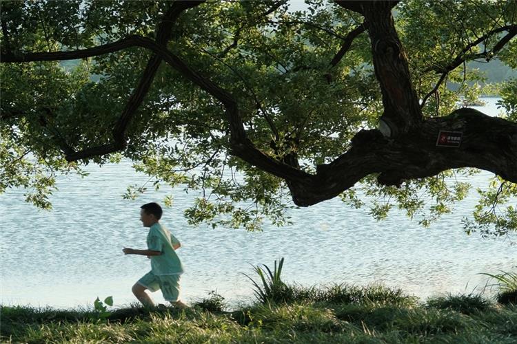 Serene Scenery Along Su Causeway, West Lake Huge ancient camphor trees lining Su Causeway, quiet natural lakeside atmosphere
