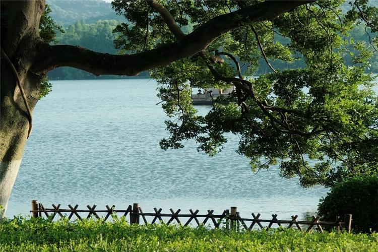 Serene West Lake Lakeside View Lush ancient tree framing calm West Lake water with wooden fence and green grass, peaceful natural lakeside scenery in Hangzhou