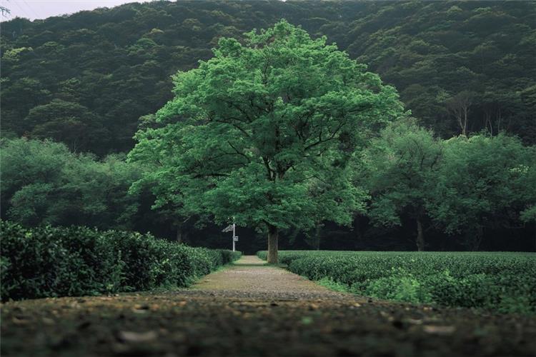 Longjing Tea Terraces Amid Green Mountains Neat rows of Longjing tea plantations with a tall leafy tree along the path, layered green mountain backdrop in Hangzhou tea village