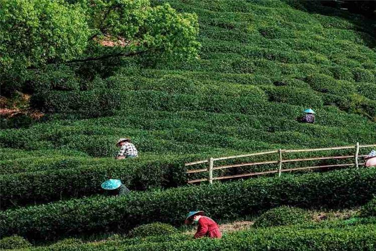 Longjing Tea Terraces in Hangzhou Lush layered green Longjing tea plantations with tea farmers picking fresh tea leaves in Hangzhou tea village