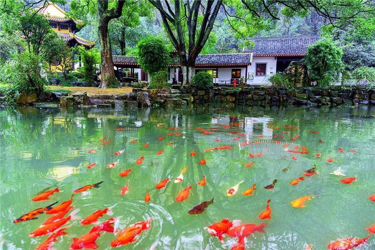 Viewing Fish at Flower Pond Viewing Fish at Flower Pond in Hangzhou featuring classic West Lake garden with koi ponds, blooming flowers and elegant pavilions