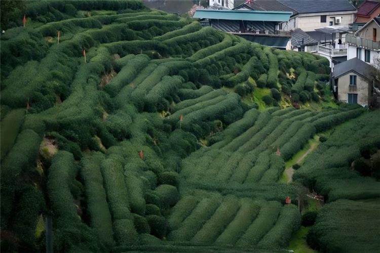 Famous Tea Village Meijiawu Hangzhou National agricultural tourism demonstration site Meijiawu Tea Village, boasting ecological tea terraces, mountain trails and slow rural leisure lifestyle full of tea fragrance all year round
