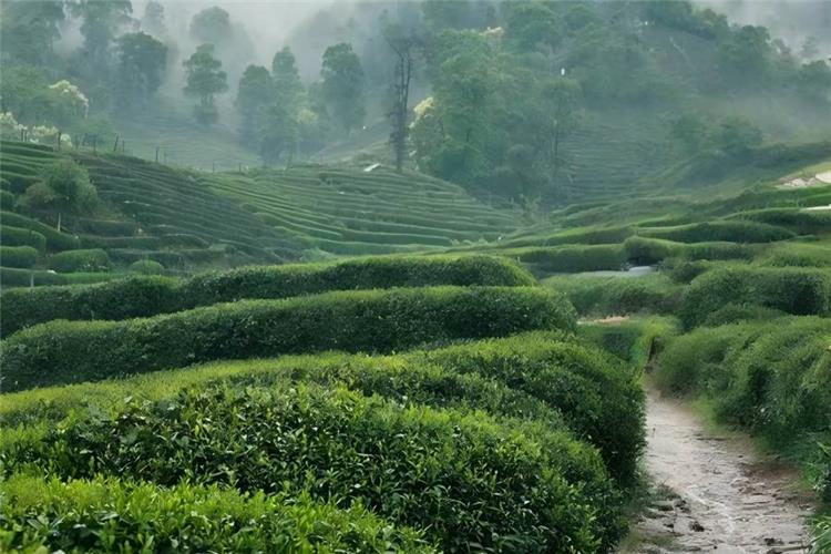Panoramic View of Meijiawu Tea Terraces Aerial panoramic view of Meijiawu Tea Village, rolling hills fully covered by neat tea terraces, ancient village dwellings scattered among greenery under clear blue sky