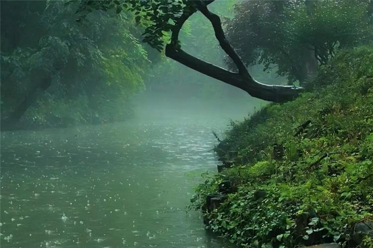 Foggy Rainy Creek Xixi Wetland Serious rainy day view of Xixi National Wetland Park, thin white mist lingering above emerald river surface, luxuriant wild green plants covering riverbank, curved tree trunk framing the foggy waterway full of Jiangnan poetic charm