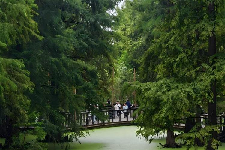 Aquatic Metasequoia Forest Xixi Wetland Water metasequoia forest of Xixi Wetland Hangzhou, tall dense dawn redwood trees growing from green algae-covered water, wooden plank walkway winding through the aquatic forest, visitors wandering amid cool emerald primeval woodland