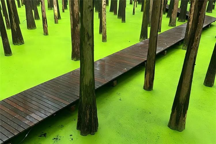 Qingshan Lake Aquatic Metasequoia Forest Qingshan Lake Water Metasequoia Forest in Lin'an Hangzhou, towering dawn redwood trees grow out of calm lake water, winding wooden boardwalk shuttles through layers of emerald green foliage, forming a dreamy primeval aquatic forest oxygen bar
