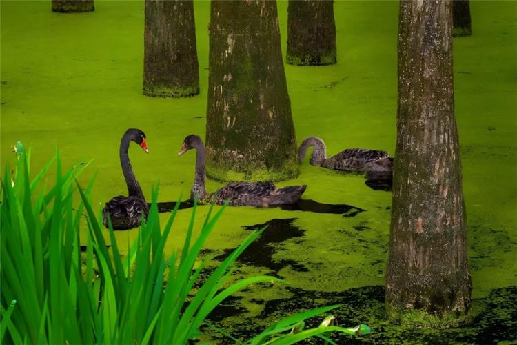 Qingshan Lake Qingshan Lake in Lin'an, Hangzhou showing water forest bald cypresses and black swans swimming on green duckweed-covered water