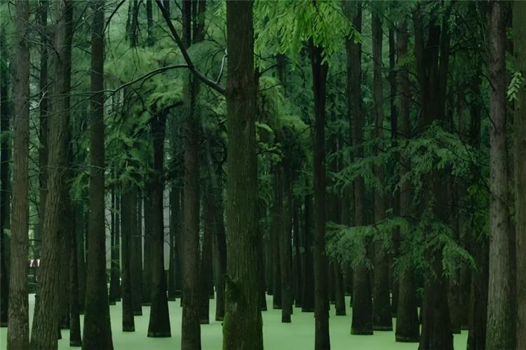 Qingshan Lake Water Forest Qingshan Lake in Lin'an, Hangzhou showing wooden boardwalk winding through bald cypress water forest covered with green duckweed