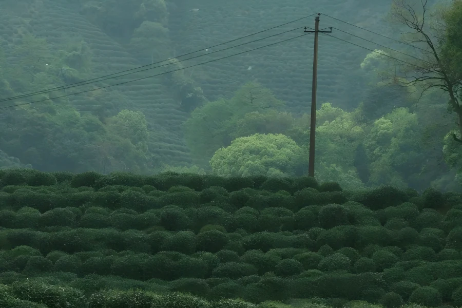 Longjing Tea Village in Hangzhou showing rolling terraced West Lake Longjing tea plantations, mountain village courtyards and authentic tea culture scenery within West Lake scenic area