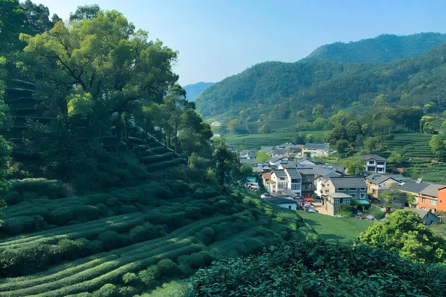 Meijiawu Meijiawu in Hangzhou showing tourists tasting authentic Longjing tea among rolling tea hills