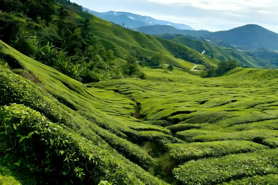 Meijiawu Tea Culture Village in Hangzhou showing layered terraced Longjing tea plantations, mountain hamlets and authentic rural tea-making experience