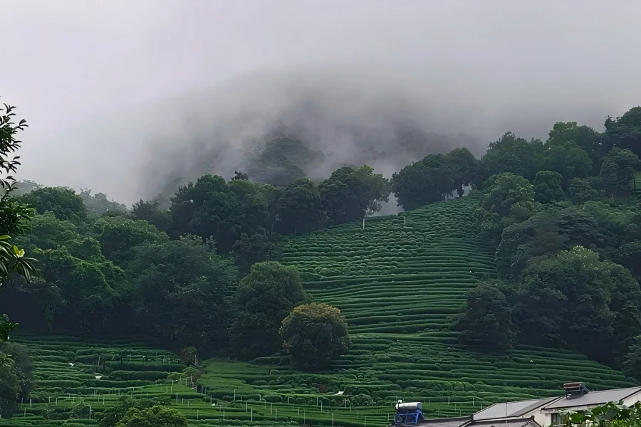 Longjing Village Longjing Village in Hangzhou showing layered tea plantations and rustic mountain hamlets