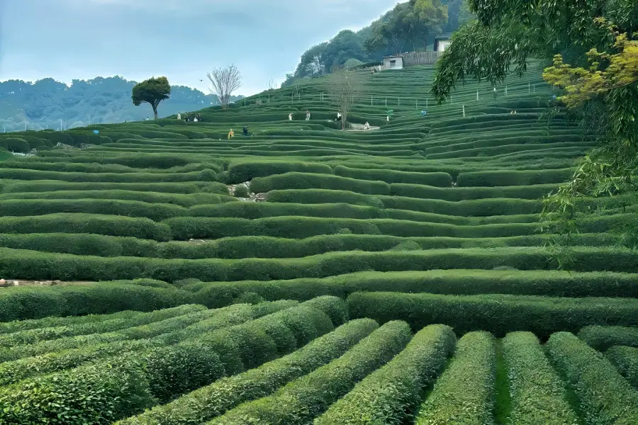 Longjing Tea Village Longjing Tea Village in Hangzhou stretching across rolling hills filled with thriving tea bushes