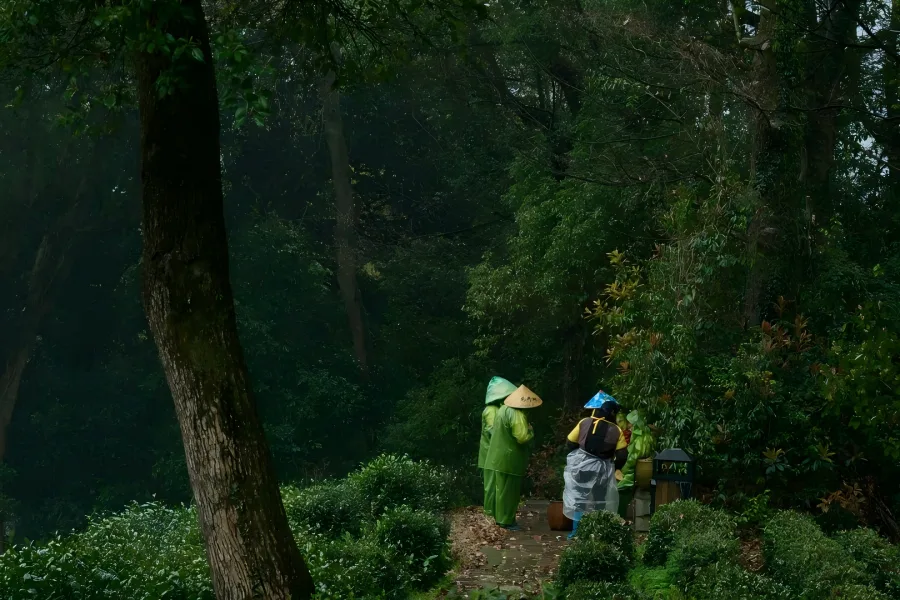 Meijiawu Tea Village in Hangzhou covered with layered terraced tea fields and quaint rural tea farmhouses