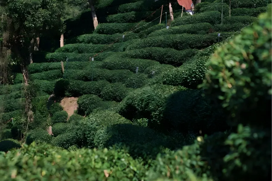Ten-Mile Meiwu Valley in Hangzhou tucked among undulating green mountain ridges with rustic folk teahouses and neatly layered tea terraces