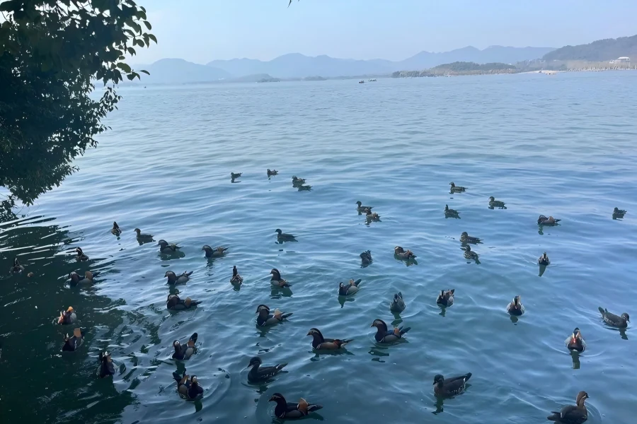 Hangzhou West Lake West Lake in Hangzhou showing peaceful lake scenery dotted with ancient pavilions and green willows