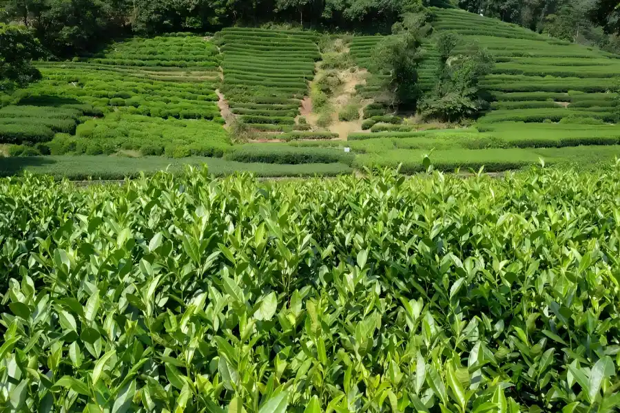 Meijiawu Longjing Tea Village Meijiawu Tea Village in Hangzhou showing layered longjing tea plantations amid tranquil mountain countryside