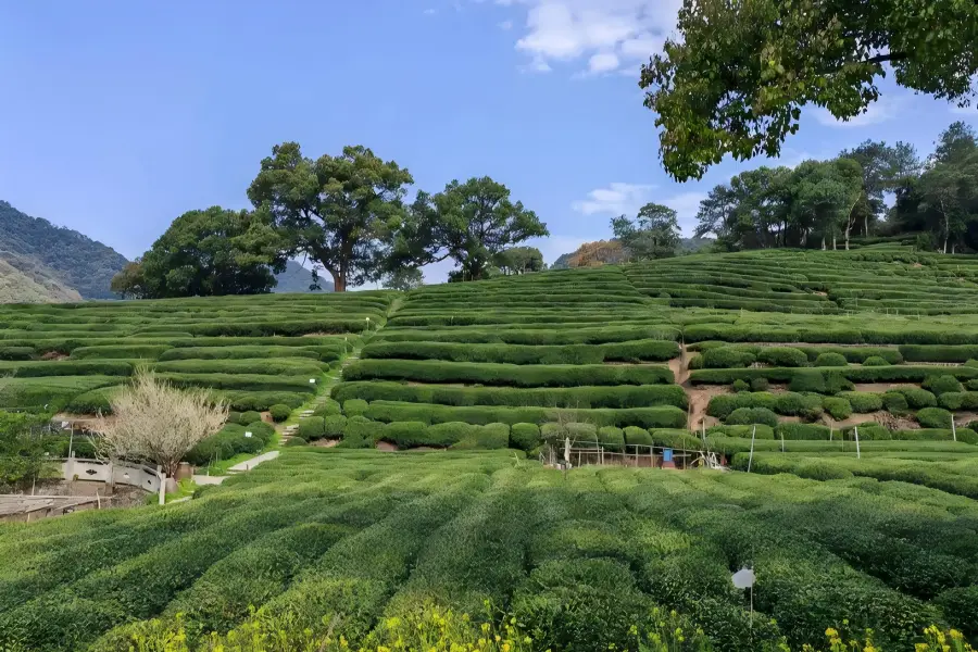 Ancient Meijiawu Tea Culture Village Meijiawu Tea Village in Hangzhou displaying quiet mountain hamlets surrounded by endless green Longjing tea plantations for tea tasting experience