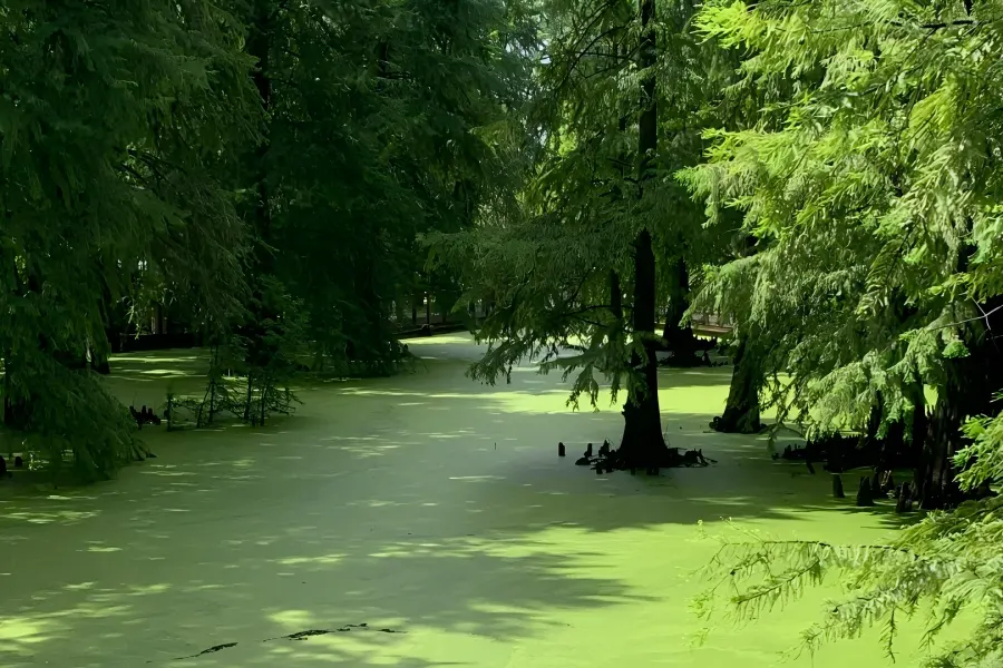 Qingshan Lake Water Forest Qingshan Lake in Hangzhou showing aquatic forest with metasequoia trees standing in clear lake water