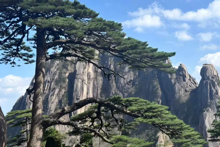 Huangshan Guest-Greeting Pine Huangshan Mountain in Anhui displaying famous Guest-Greeting Pine growing on rocky cliff
