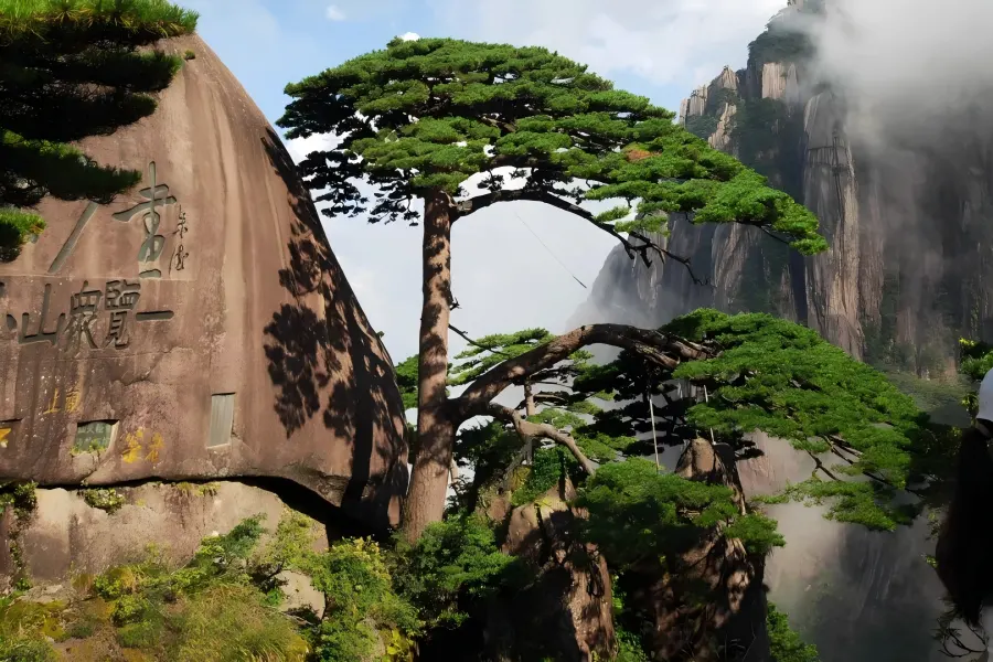 The Guest-Greeting Pine on Huangshan Mountain growing steeply on granite cliff with outstretched welcoming branches