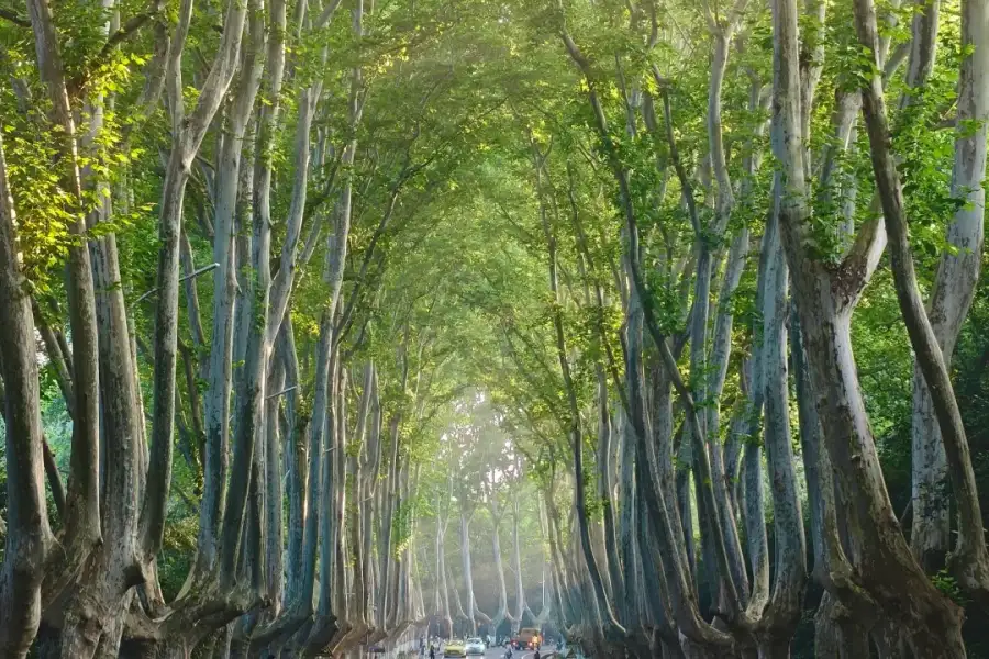 Nanjing Plane Tree Avenue Natural green tunnel formed by century-old plane trees