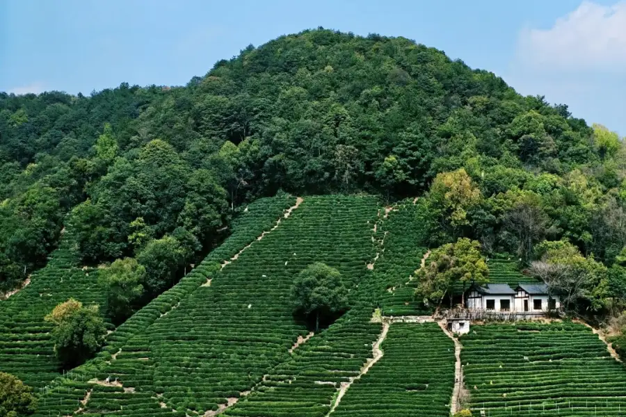 Green terraced tea village known as Meijiawu, core producing area of West Lake Longjing Tea, surrounded by misty hills with authentic Jiangnan tea countryside scenery