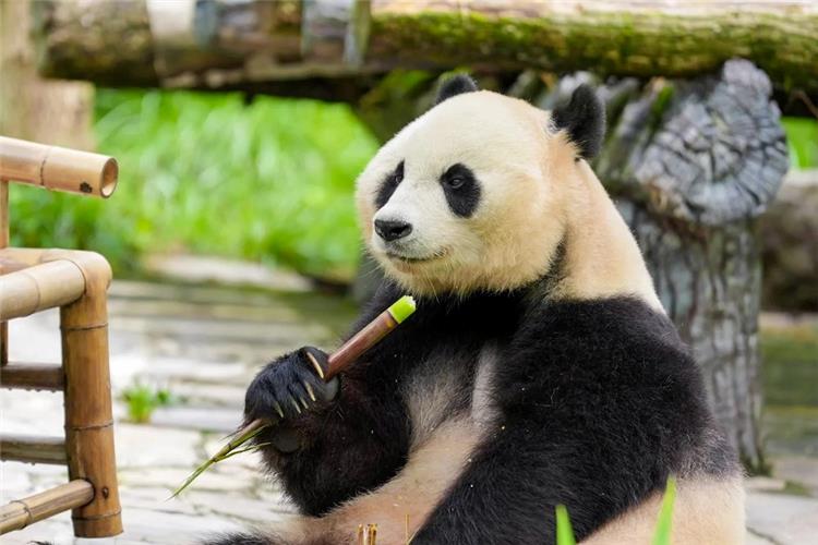 Cute giant panda sits relaxed while holding and munching tender bamboo shoot in natural outdoor enclosure