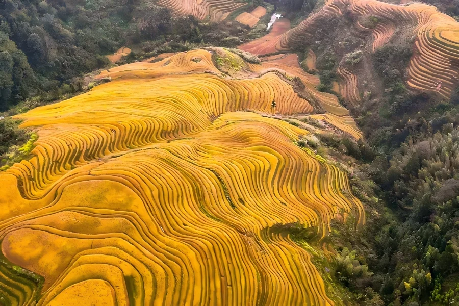 Longji Rice Terraces Longji Rice Terraces in Guilin showing magnificent layered mountain?side rice paddies carved by Zhuang and Yao ethnic groups amid rolling green mountains