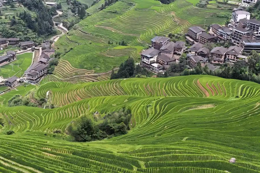 Longji Rice Terraces Longji Rice Terraces in Longsheng showing grand agricultural heritage landscape with winding terraced fields stretching along mountain ridges