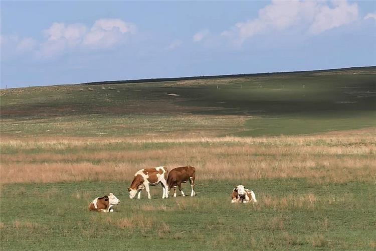 Sheep roaming on lush rolling Xilamuren grassland, Inner Mongolia