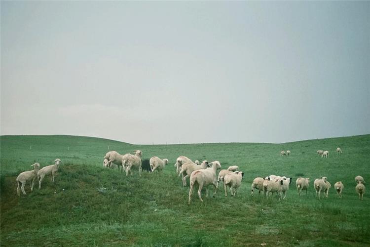 Cows grazing and resting on open Xilamuren grassland steppe, Inner Mongolia China