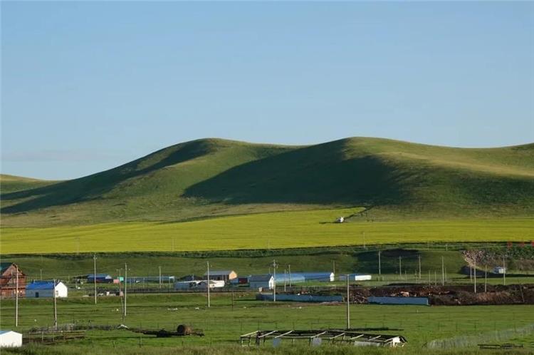 Grassland village with houses, bright yellow rapeseed fields and soft rolling green hills under clear blue sky, Inner Mongolia