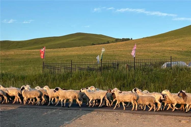 Large flock of sheep walking across road, rolling green grassland hills background in Inner Mongolia